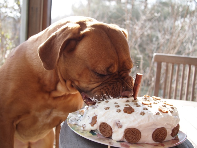 Cute-DIY-Organic-Dog-Birthday-Cake.jpg