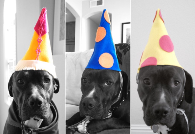 DIY Dog Birthday Hat