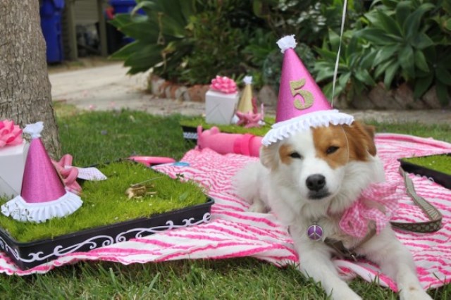 Dog Birthday Party-love the pink!