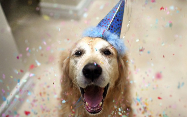 Party Dog with Birthday Hat