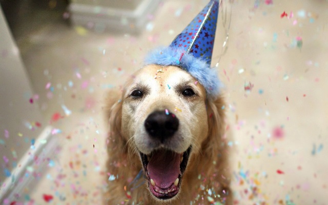 dog wearing party hat