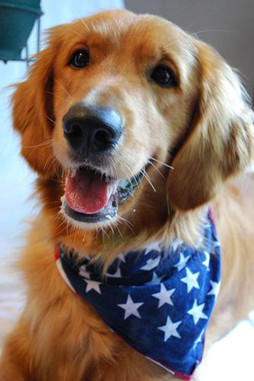 Lovely 4th of July Dogs To Celebrate Today! - B. Lovely Events